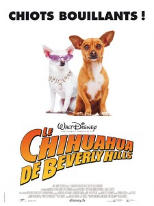 chihuahua